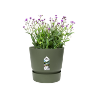 greenville rond 25cm blad groen